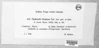 Phyllocelis oyedaeae image